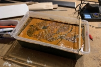 The next morning (gross)