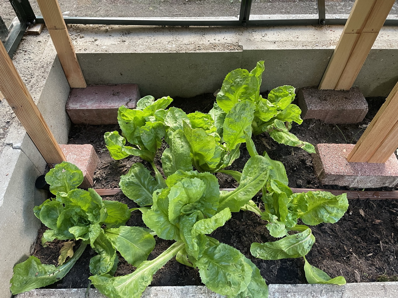 grew-lettuce-