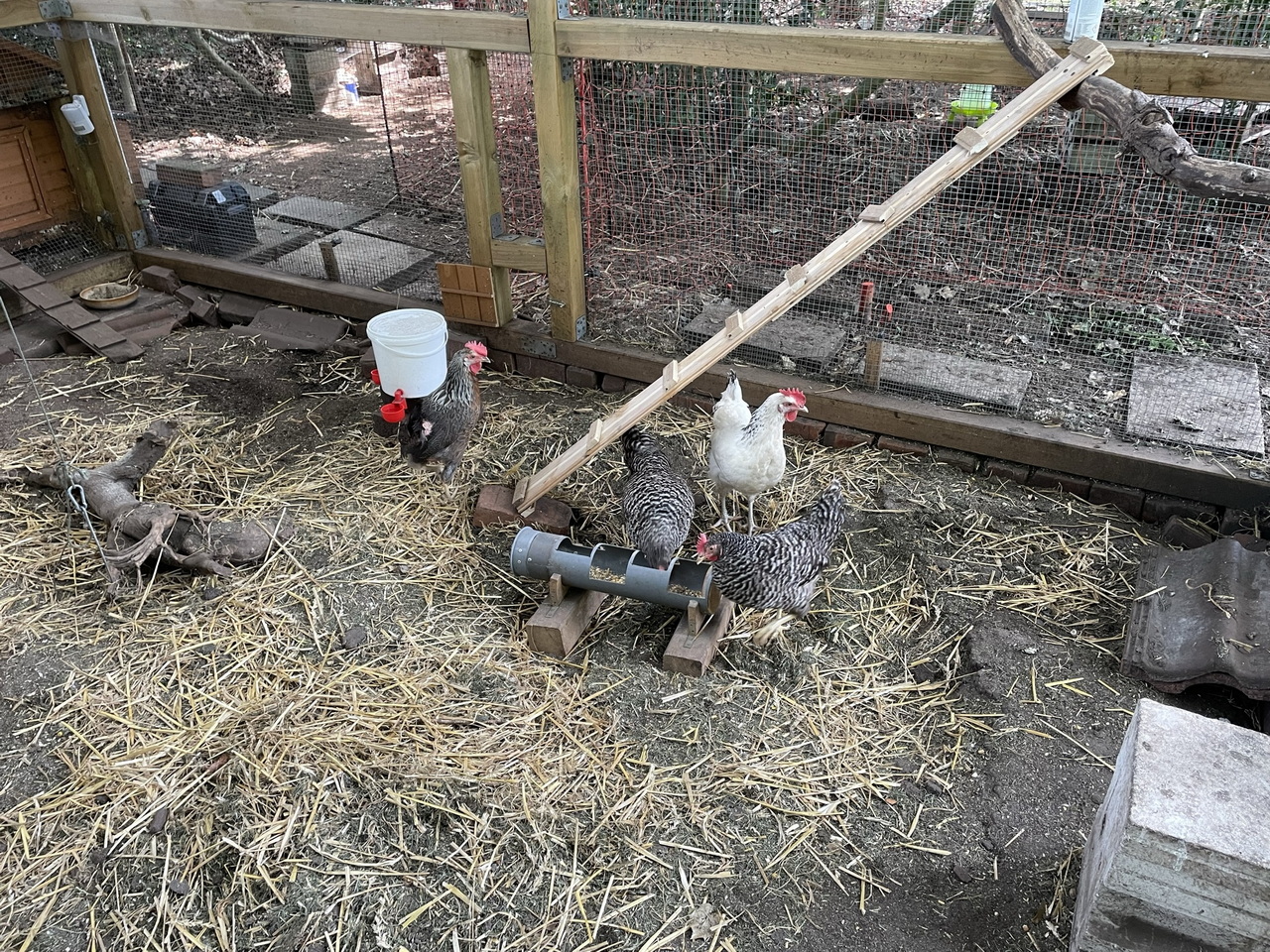 made-new-chicken-ladder-