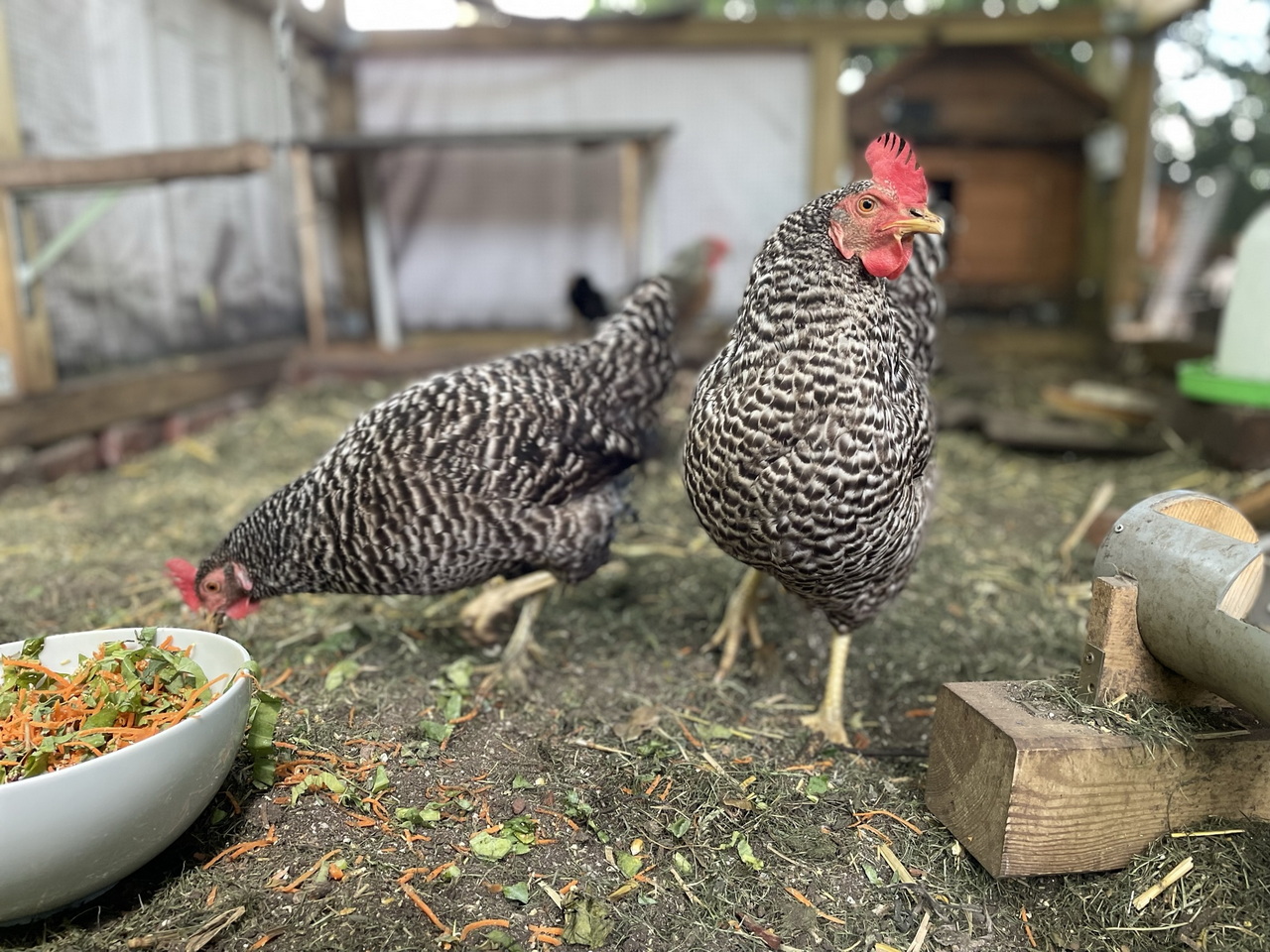 pampered-chickens-