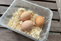 collected-eggs-
