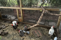 destroyed-chicken-ladder