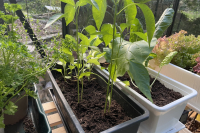 grew-chilies