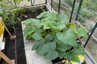 grew-courgettes-
