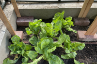 grew-lettuce-