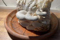 harvested-mushrooms-