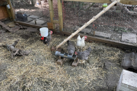 made-new-chicken-ladder-