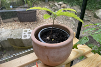 potted-avocado-tree-