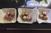 shroomz_day_1_01