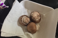 shroomz_day_1_02