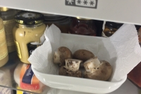 shroomz_day_1_03