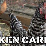 Chicken Care Routine