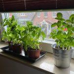 How to: Grow Basil at Home