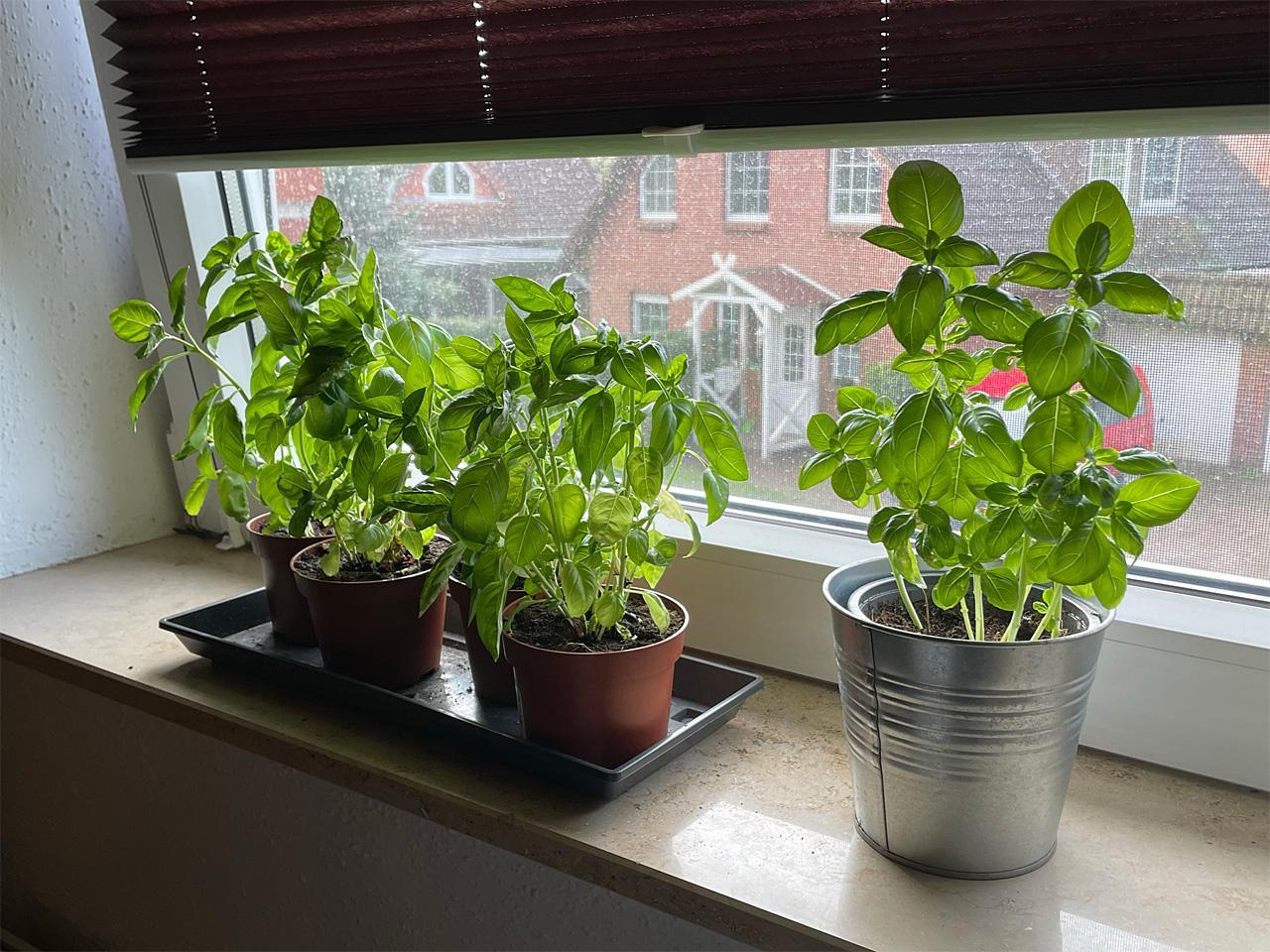 Basil plants home grown from seeds.
